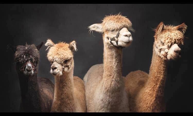 Alpaca Pals Meet & Greet
