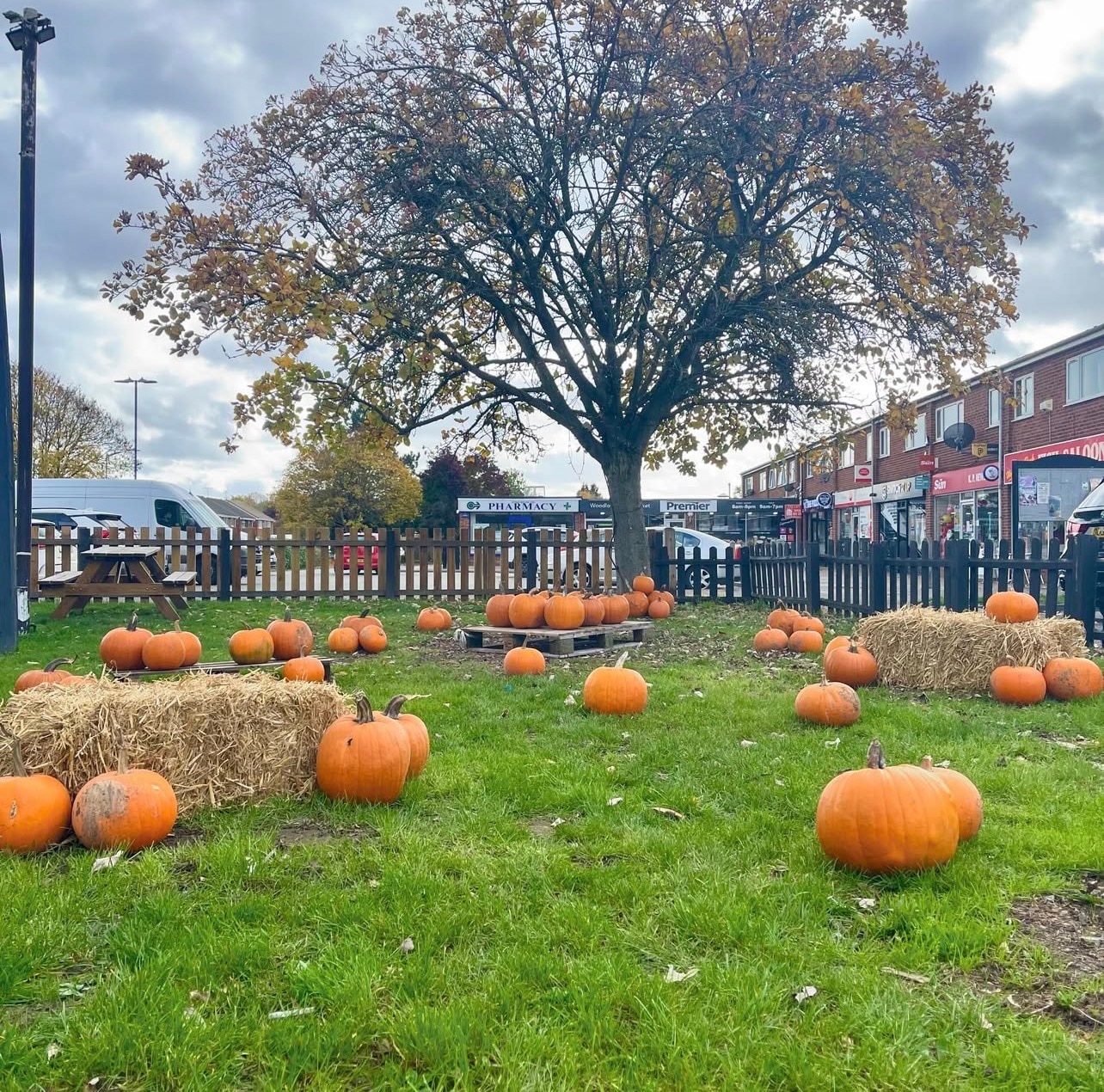 Pumpkin Patch!